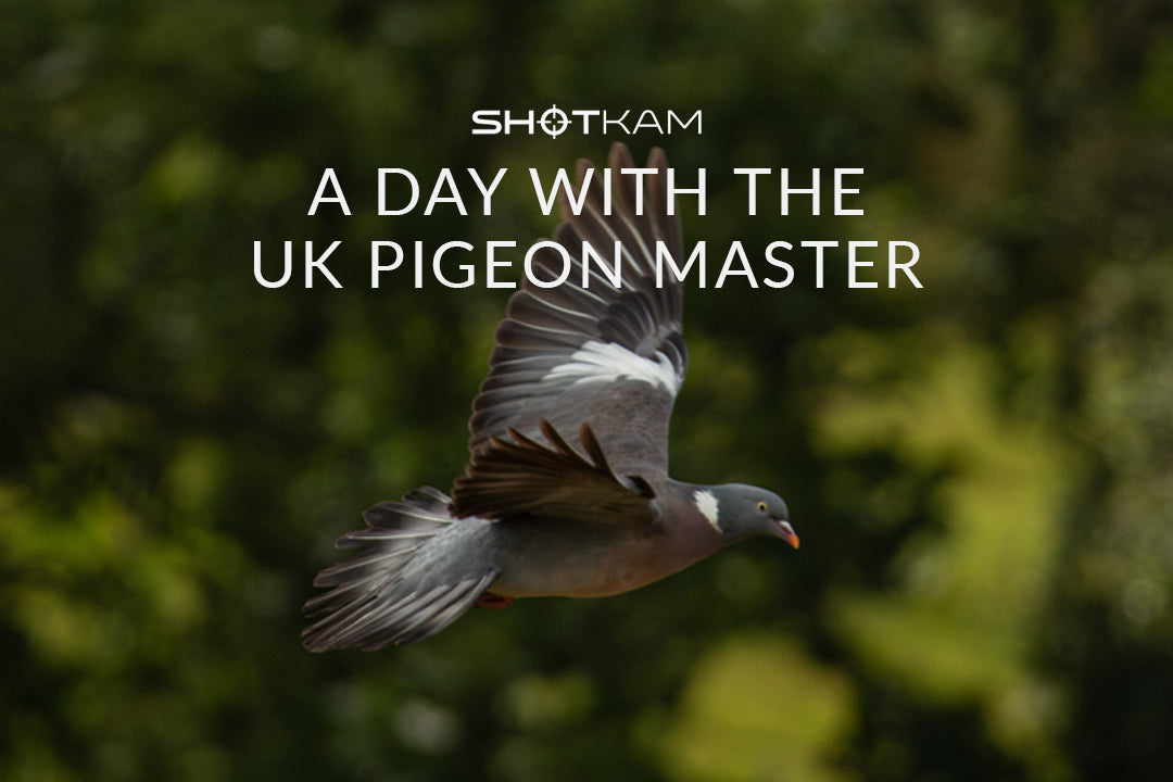 Pigeon shooting in Canada: Focused shot of a pigeon flying, with expert tips from the UK Pigeon Master by TGS Outdoors.