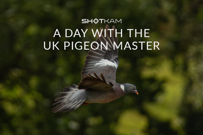 Pigeon shooting in Canada: Focused shot of a pigeon flying, with expert tips from the UK Pigeon Master by TGS Outdoors.